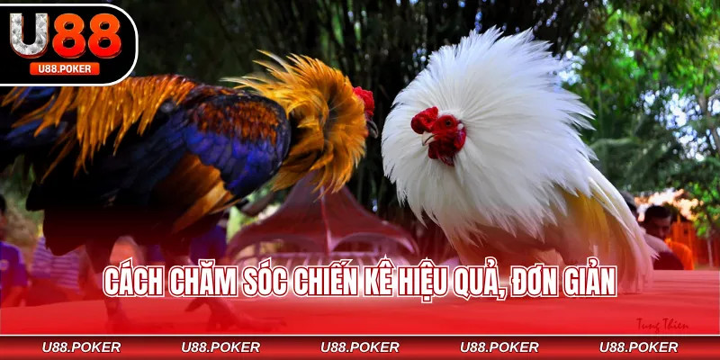 Vảy Gà Tứ Quý – Dấu Hiệu Nhận Biết Chiến Kê Đẳng Cấp Cách chăm sóc chiến kê hiệu quả, đơn giản