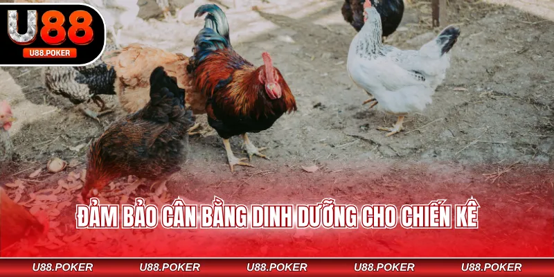 Cách Nuôi Gà Chọi - Chế Độ Huấn Luyện Bài Bản, Khoa Học Đảm bảo cân bằng dinh dưỡng cho chiến kê