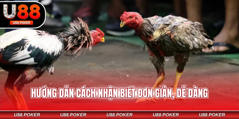 Vảy Gà Tứ Quý – Dấu Hiệu Nhận Biết Chiến Kê Đẳng Cấp Hướng dẫn cách nhận biết đơn giản, dễ dàng