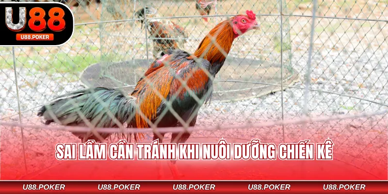 Cách Nuôi Gà Chọi - Chế Độ Huấn Luyện Bài Bản, Khoa Học Sai lầm cần tránh khi nuôi dưỡng chiến kê