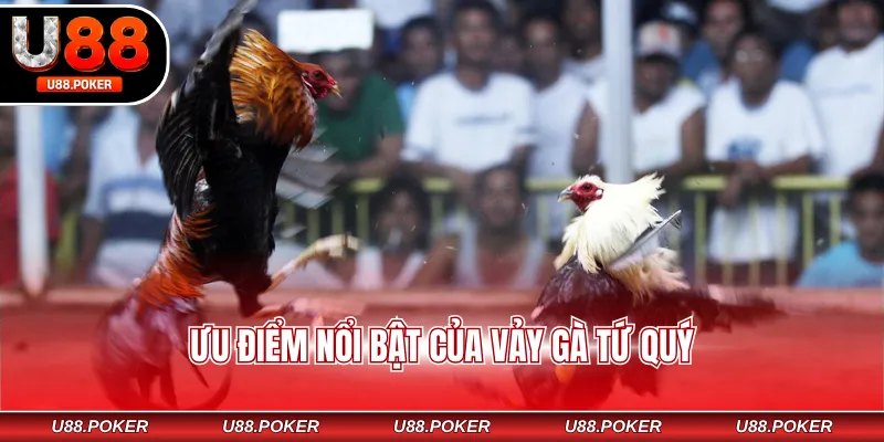 Vảy Gà Tứ Quý – Dấu Hiệu Nhận Biết Chiến Kê Đẳng Cấp Ưu điểm nổi bật của vảy gà tứ quý