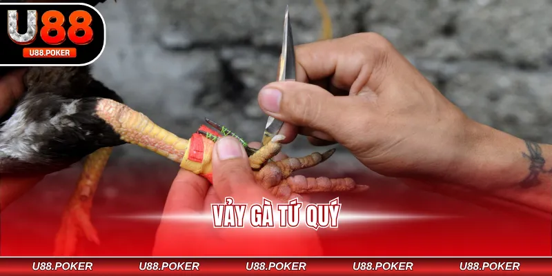 Vảy Gà Tứ Quý – Dấu Hiệu Nhận Biết Chiến Kê Đẳng Cấp vảy gà tứ quý